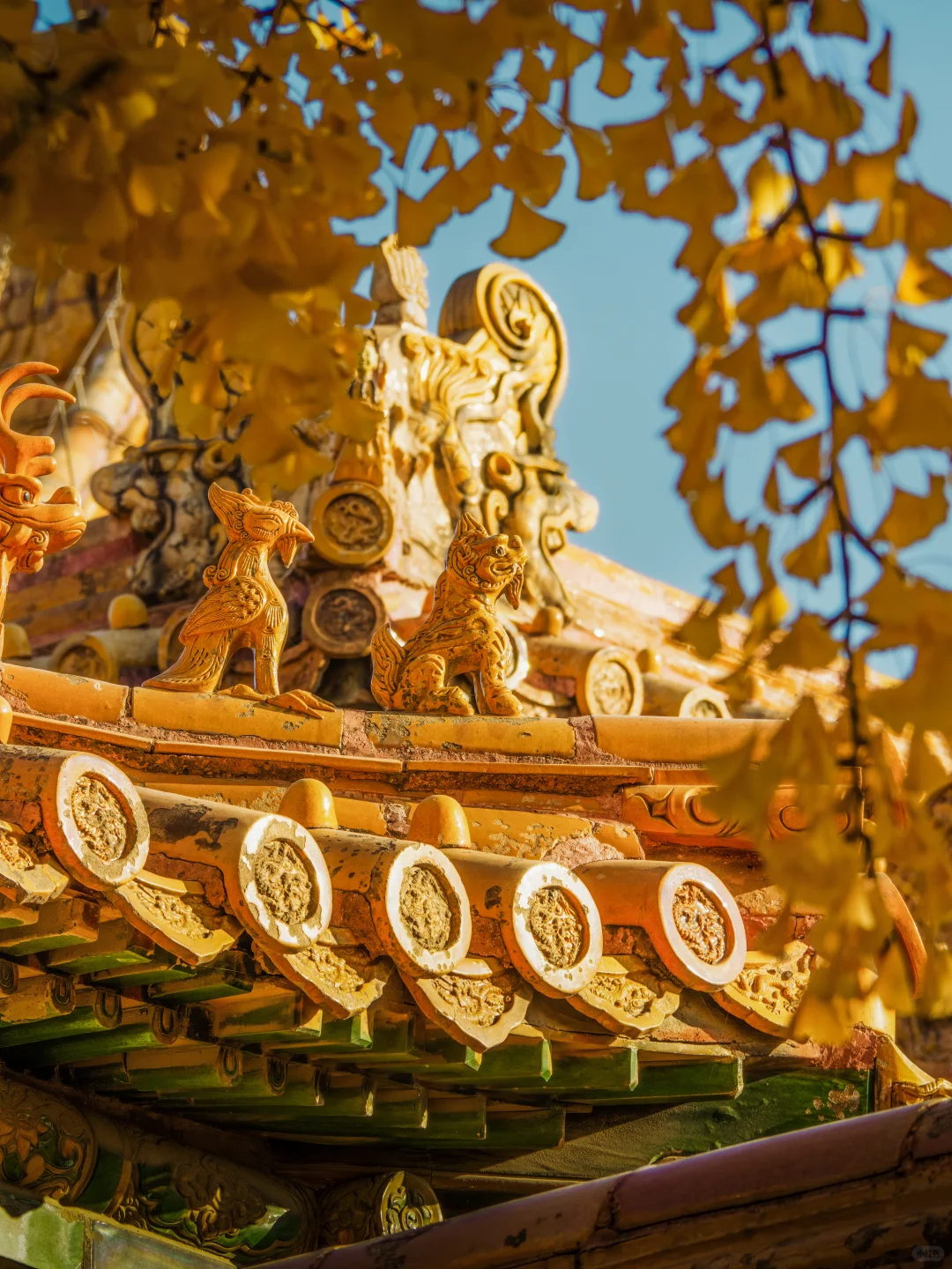 接下来的故宫，是一眼千年红墙金叶的秋🍂