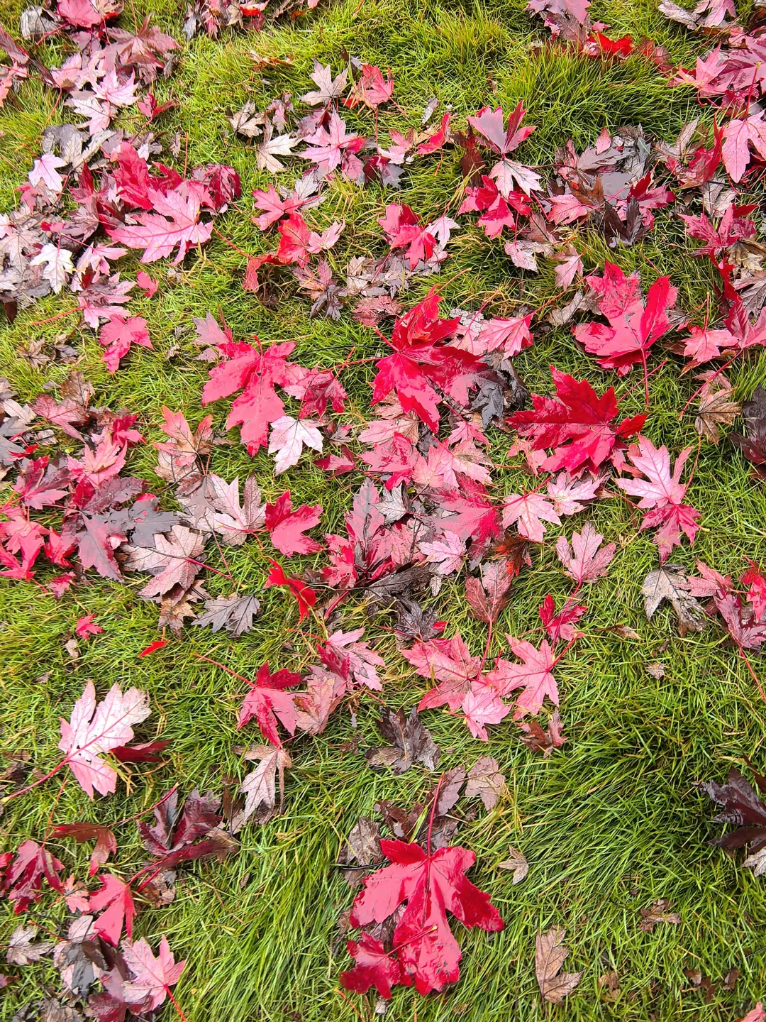 重庆的秋天在哪里|鹿山公园红枫来一波