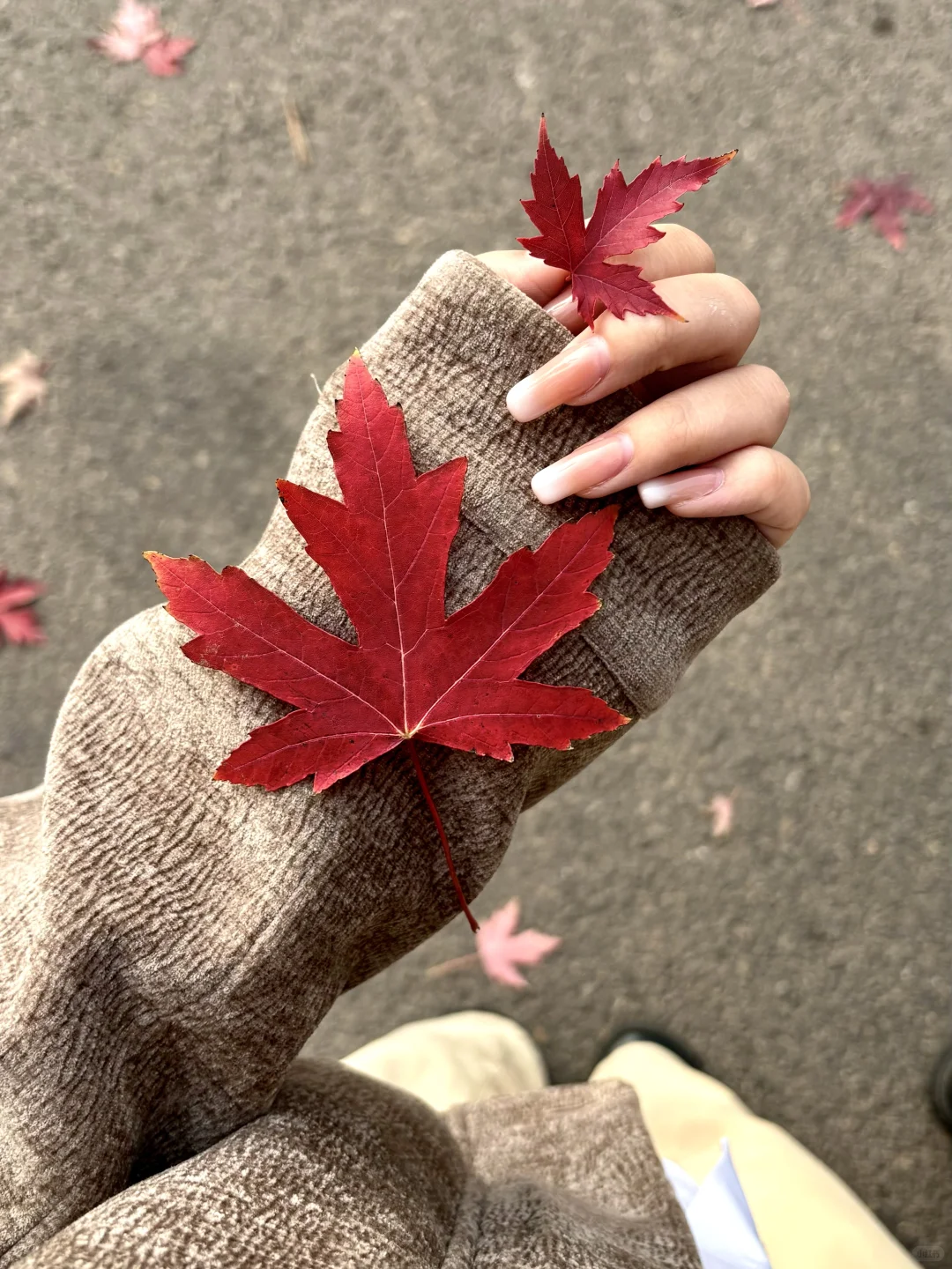 live邯郸｜枫叶是秋天的星星✨🍁