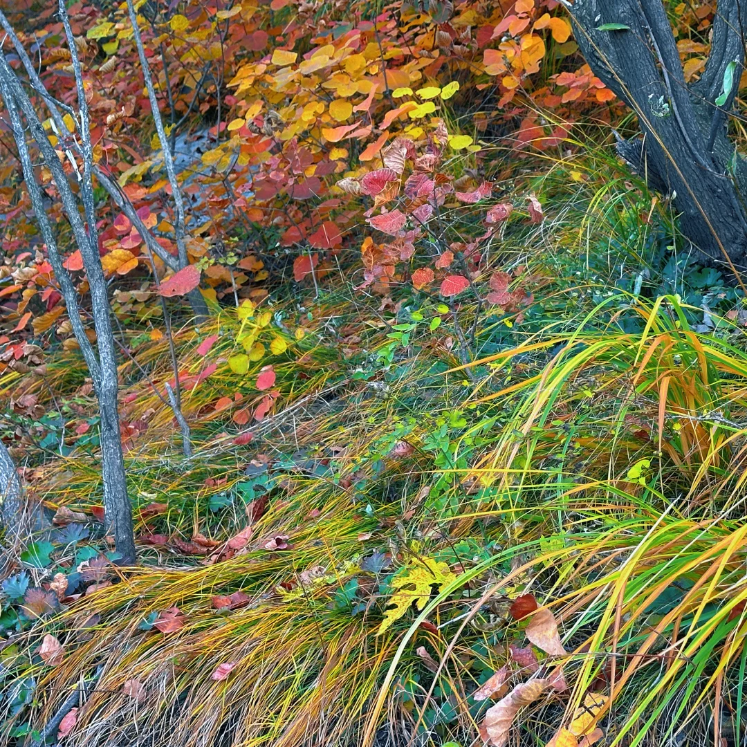 想看看你们拍的红叶🍁