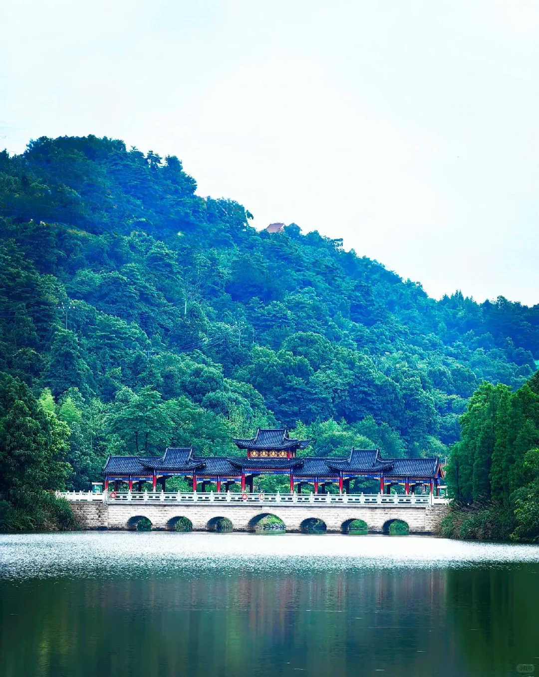 金叶飘叶飘香四百载芙蓉王身后的“湖湘黄金