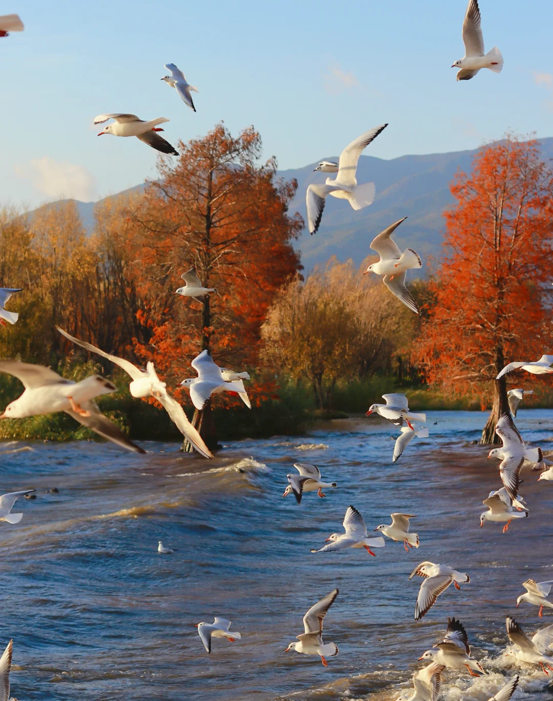 接下来的大理🍂才是冬日里的人间理想！