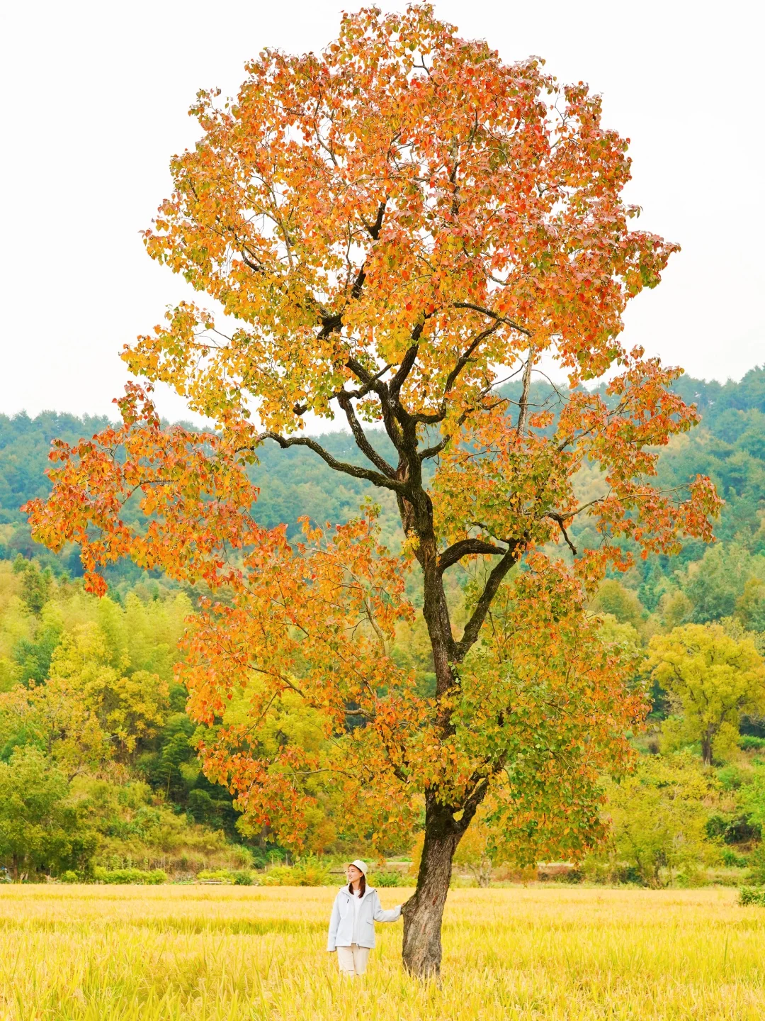 塔川实拍🍁皖南秋天可以冲啦‼️附拍照攻略