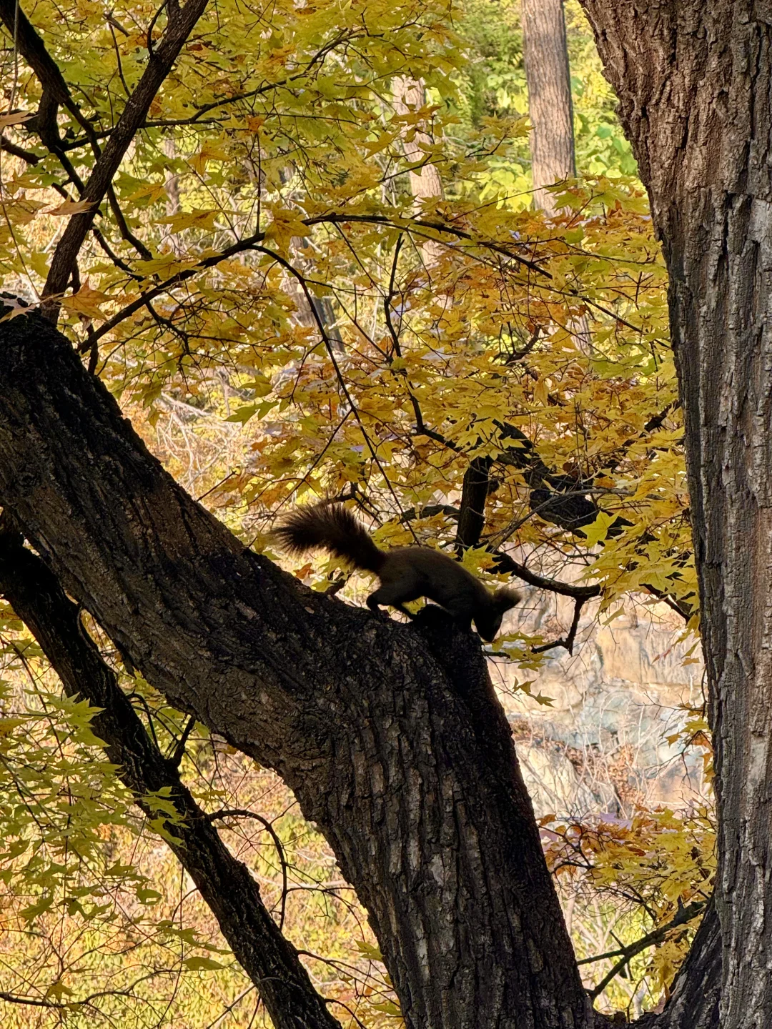 11.5实况！！颐和园油画般的秋景！杀疯了！🍂🍁