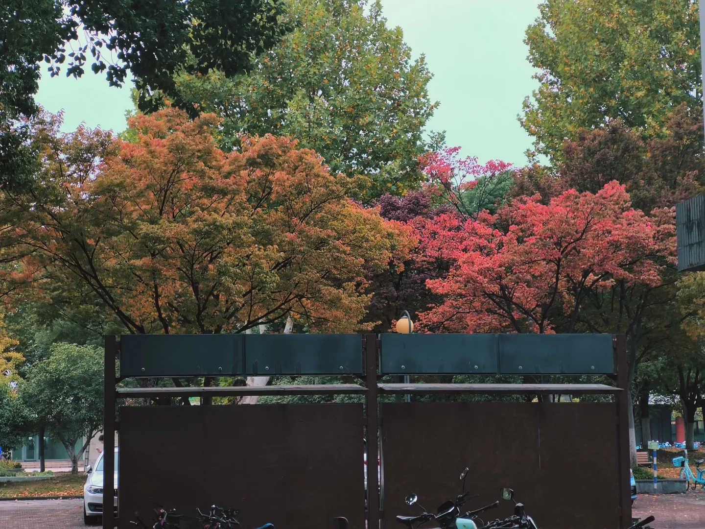 南京秋天进度实况11.9