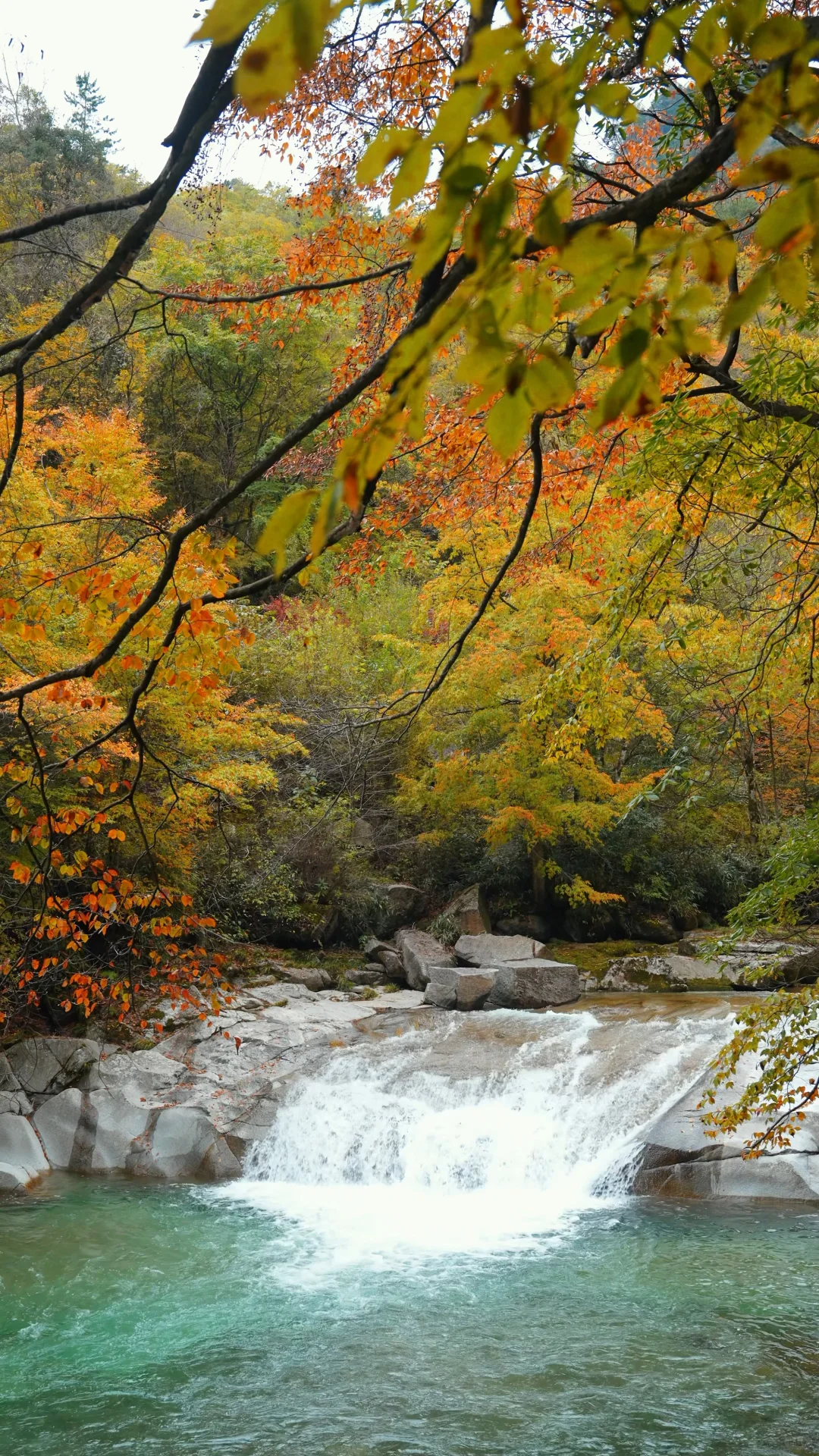 全屏｜迄今为止蕞震撼的赏秋🍁地出现了！