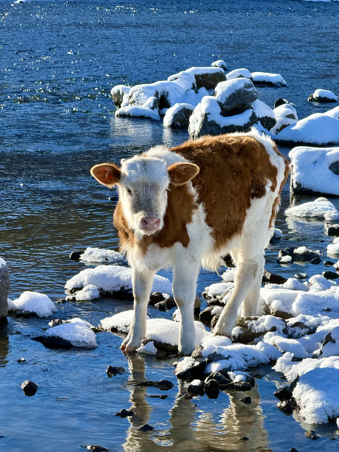 Live图的意义❄️初冬的呼伦贝尔才是人间理想
