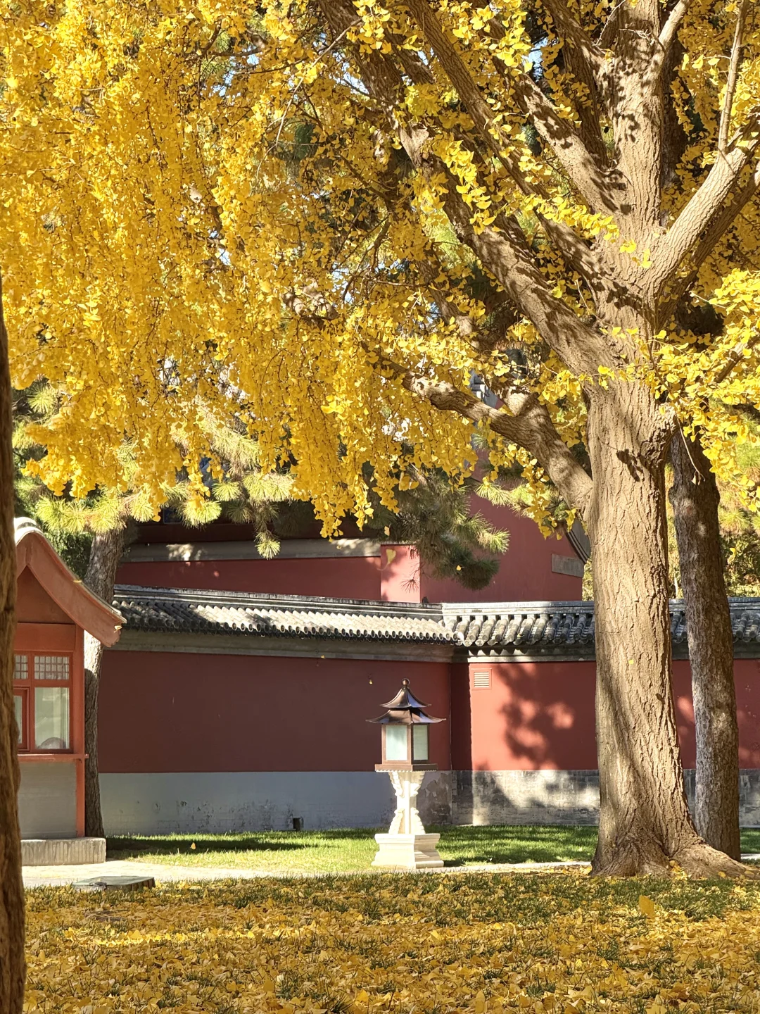 11.9 Live|每一次都会被落银杏的故宫惊艳到