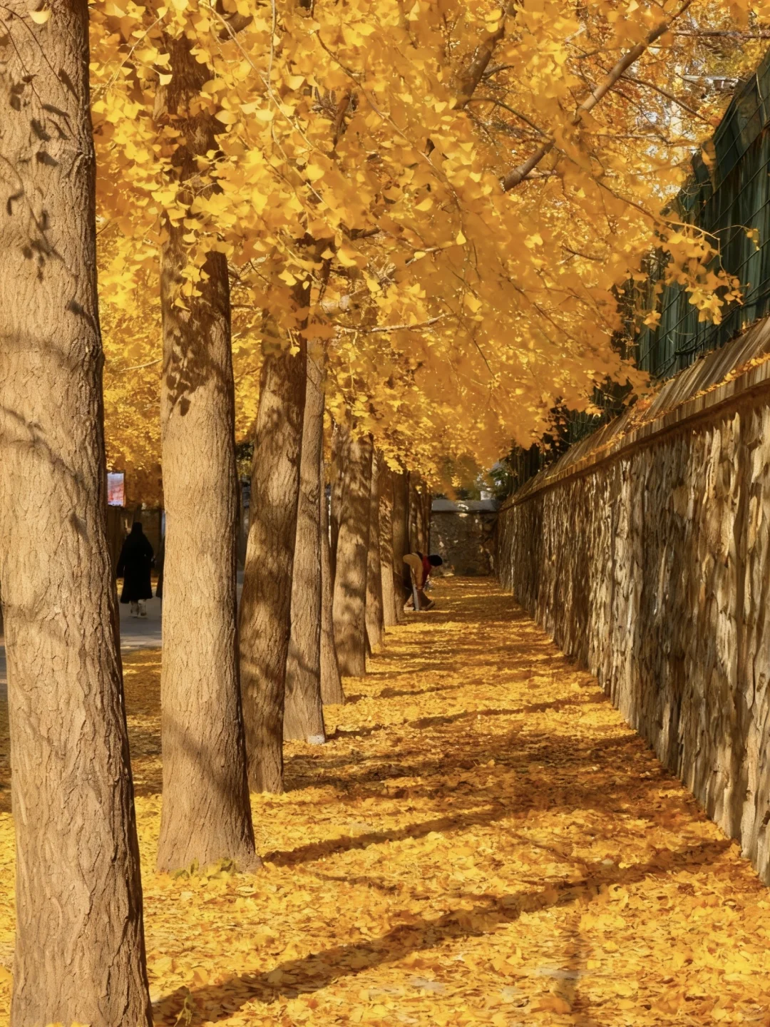 不愧是北京前三的银杏大道🥹……