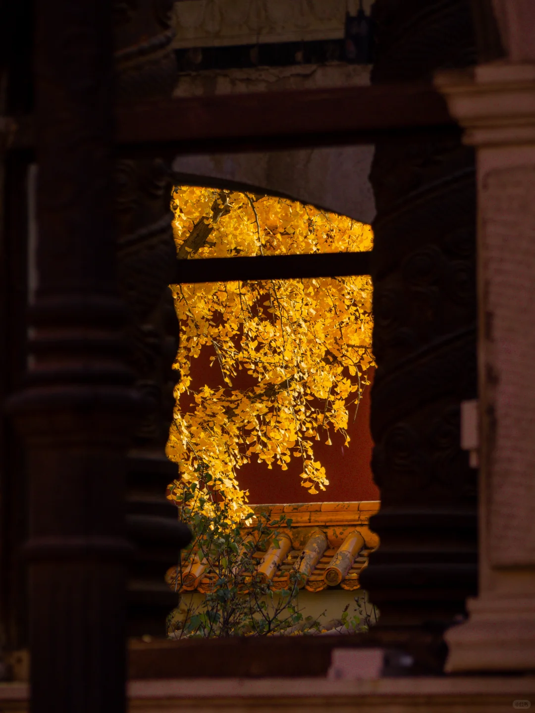 接下来的故宫，是一眼千年红墙金叶的秋🍂