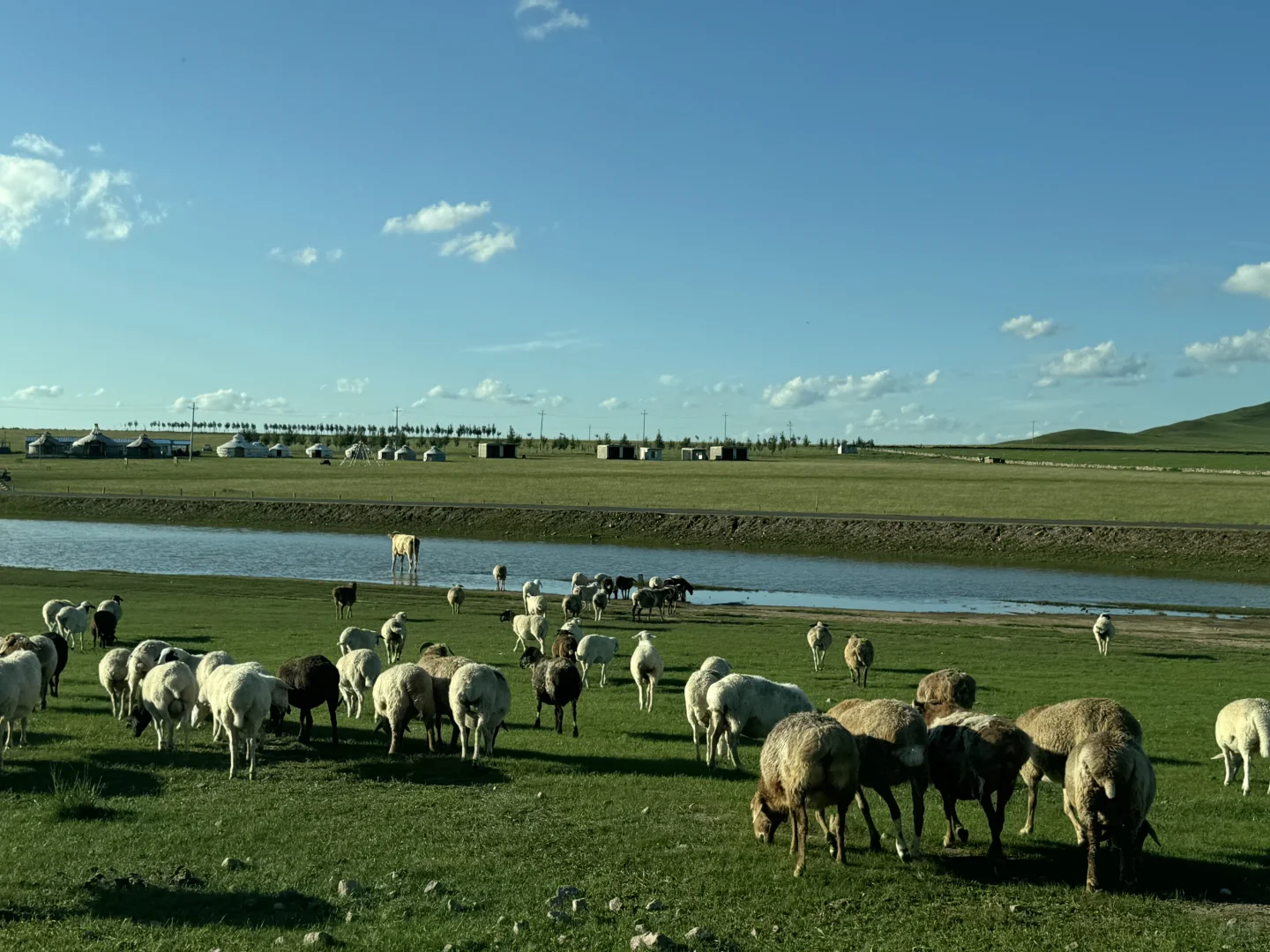 风吹草低见牛羊🐂🐎🐑