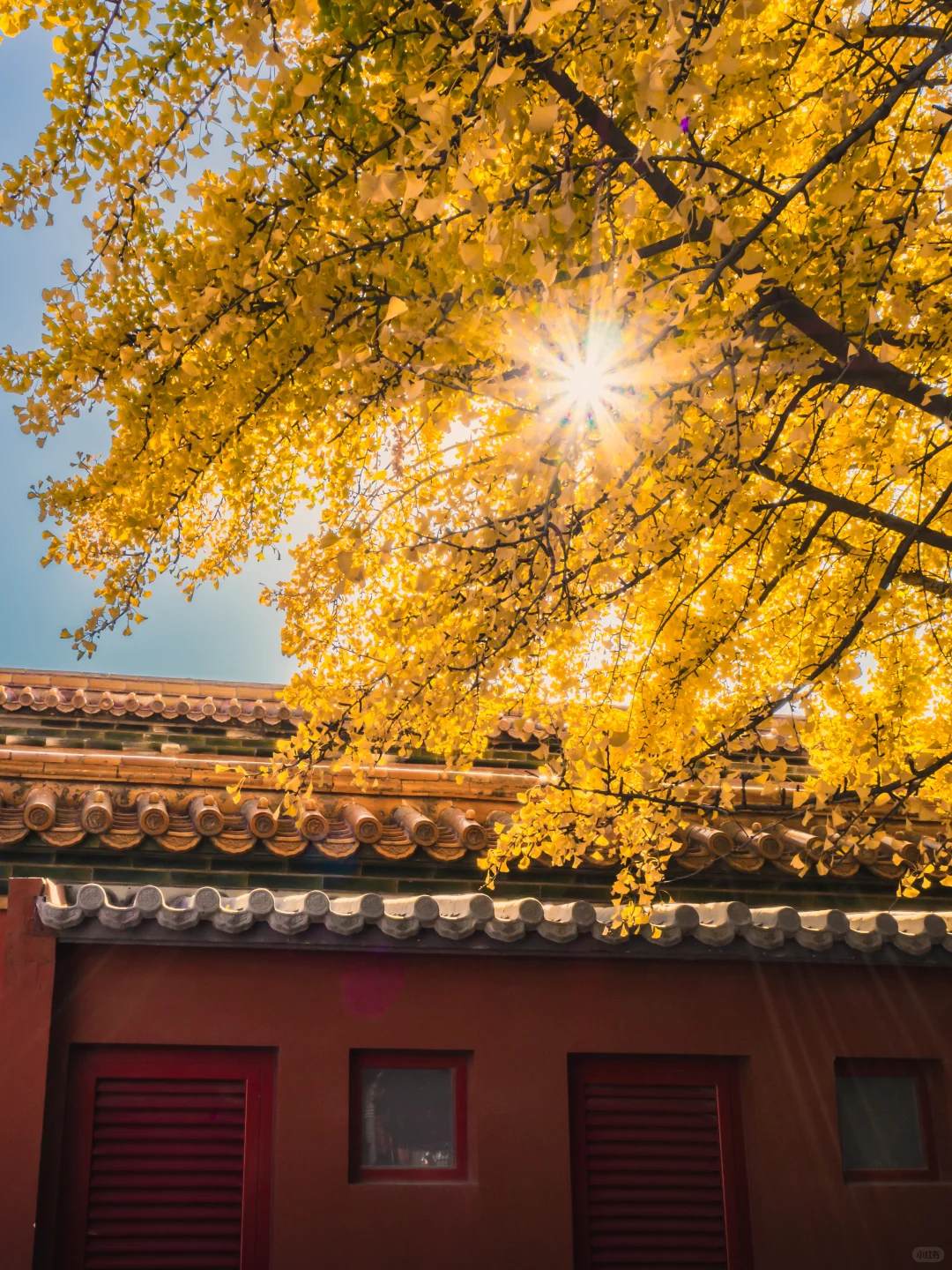 接下来的故宫，是一眼千年红墙金叶的秋🍂