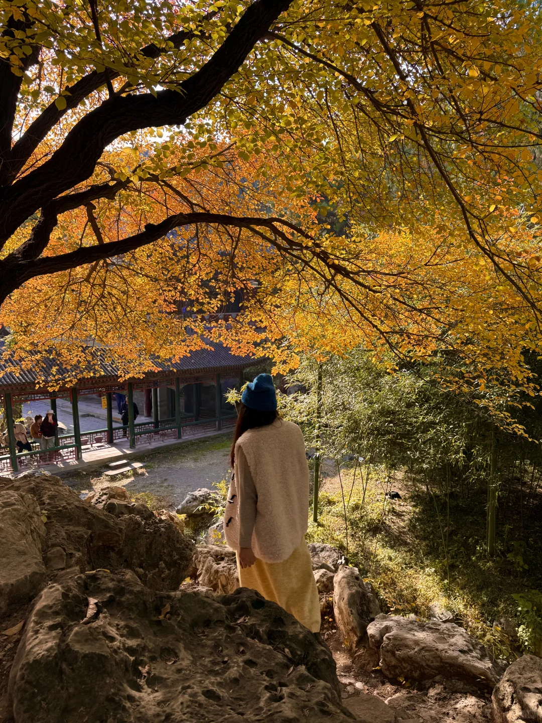 11.5实况！！颐和园油画般的秋景！杀疯了！🍂🍁