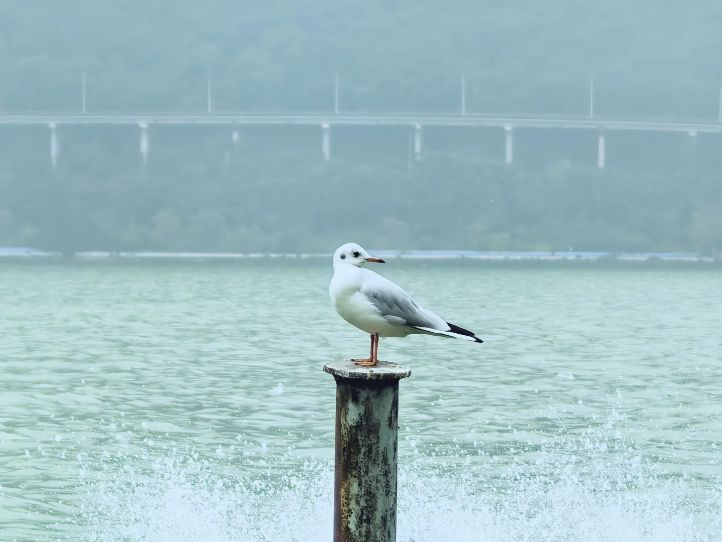 我知我喜乐，纵情跋涉”✈️