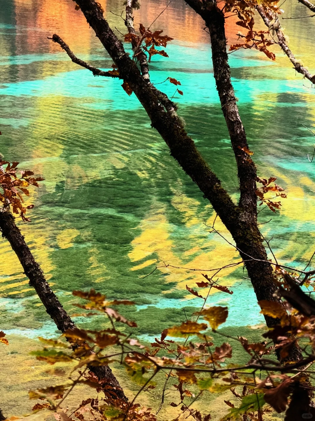 说一万次“太美了”