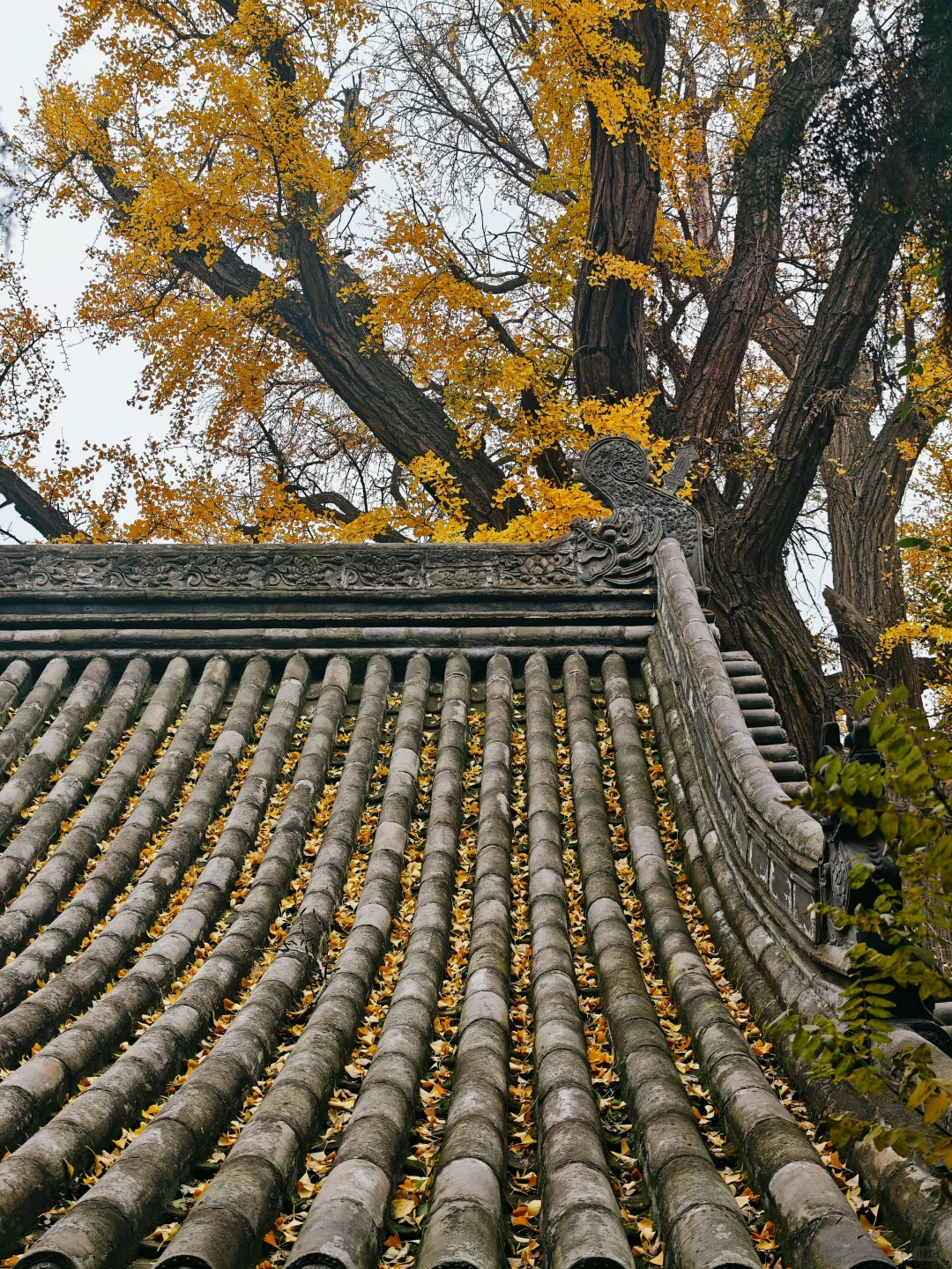 晋祠公园的水杉美疯了