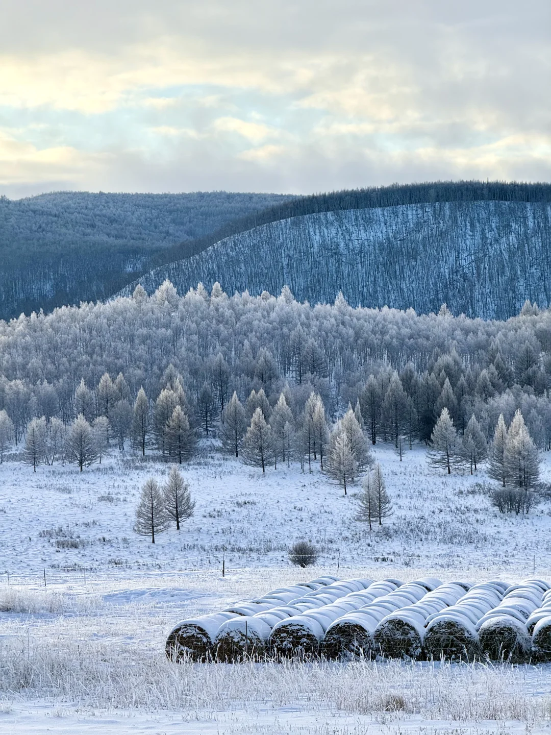 Live图的意义❄️初冬的呼伦贝尔才是人间理想