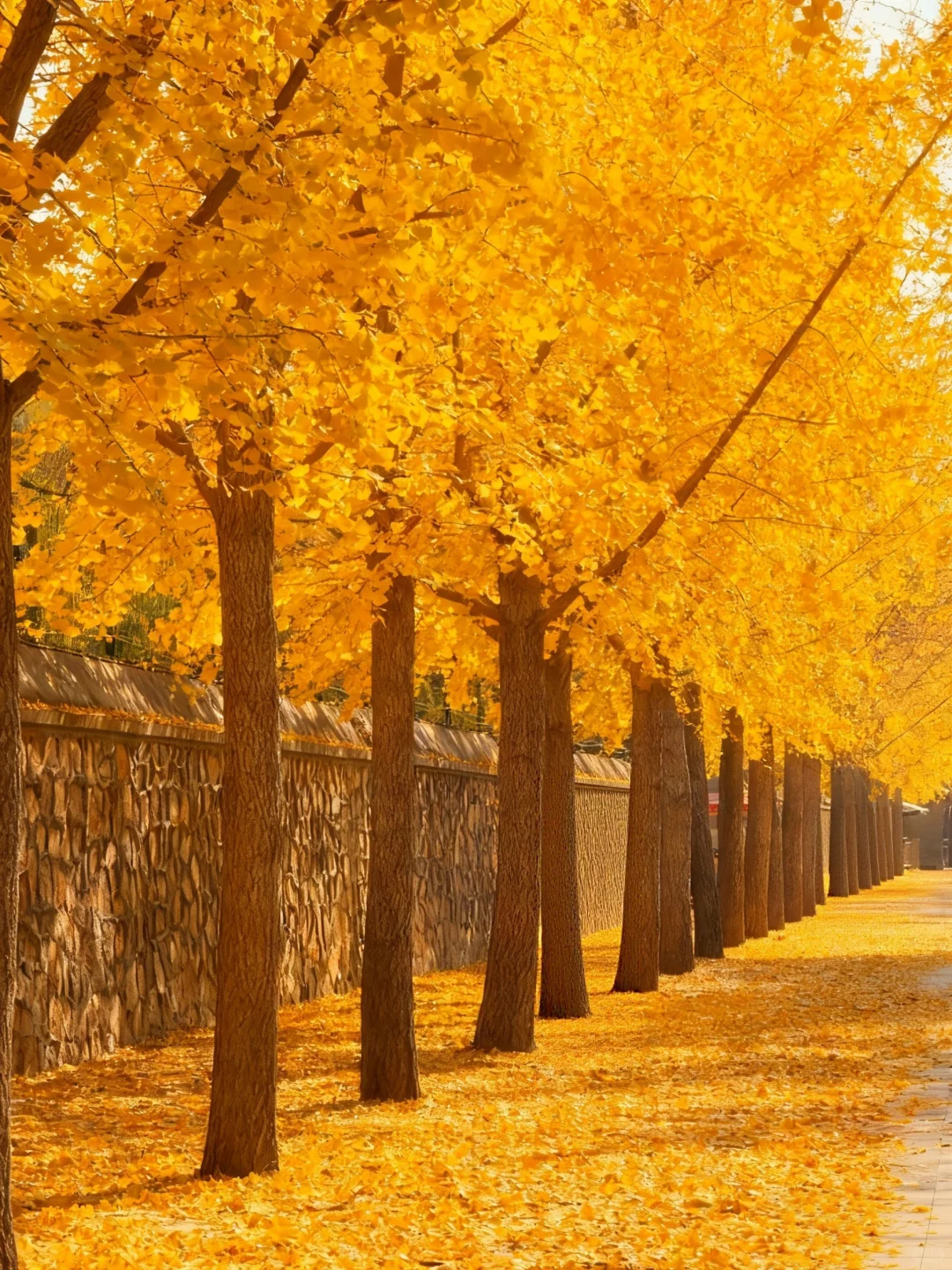 不愧是北京前三的银杏大道🥹……