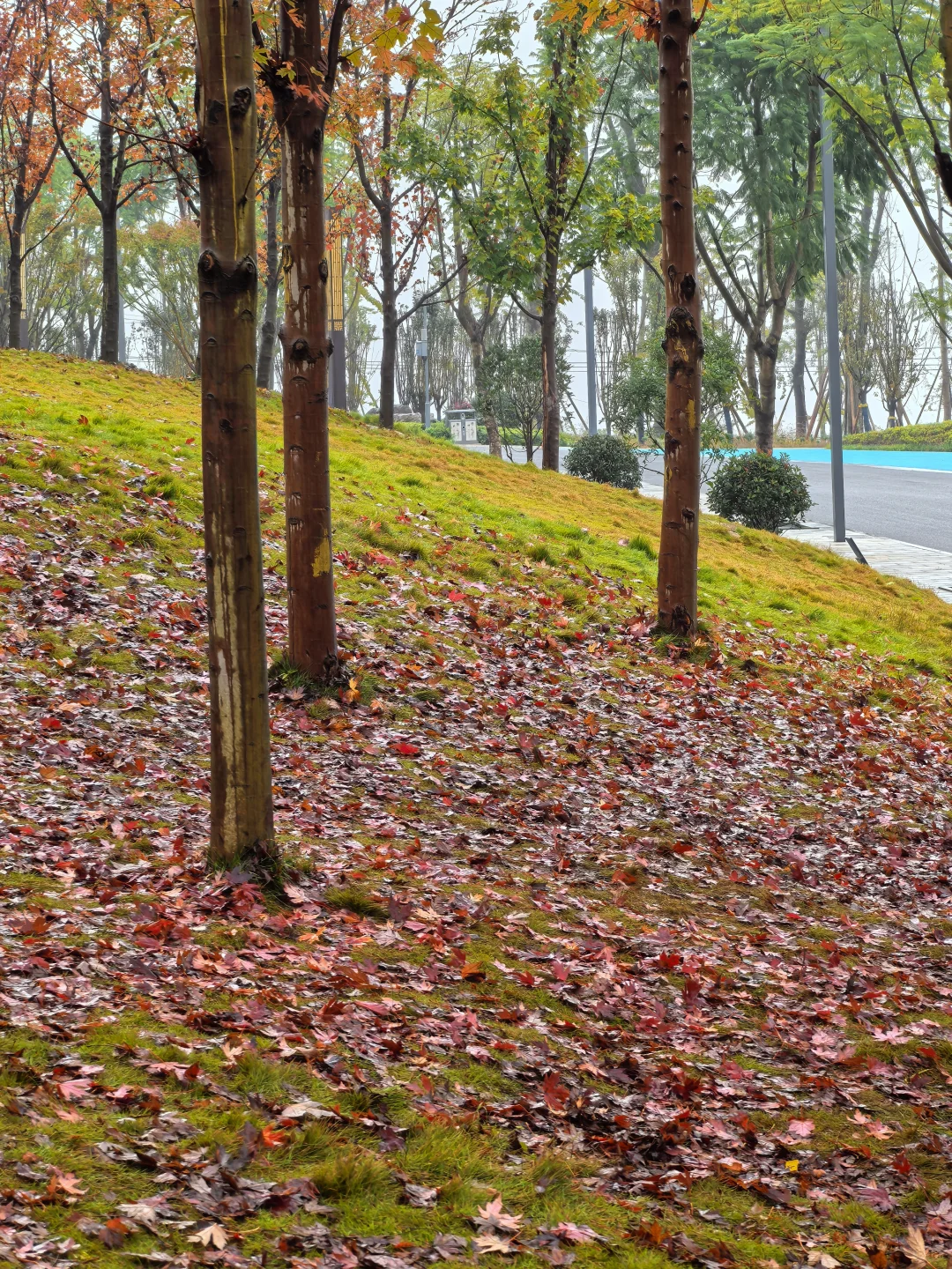 重庆的秋天在哪里|鹿山公园红枫来一波