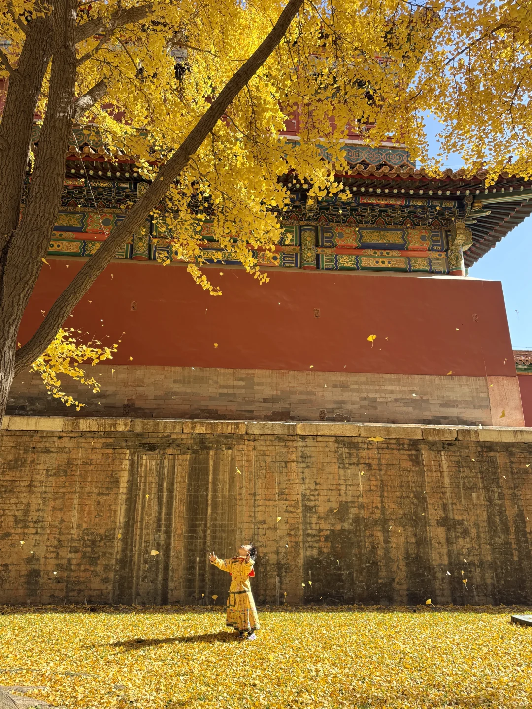 11.9 Live|每一次都会被落银杏的故宫惊艳到