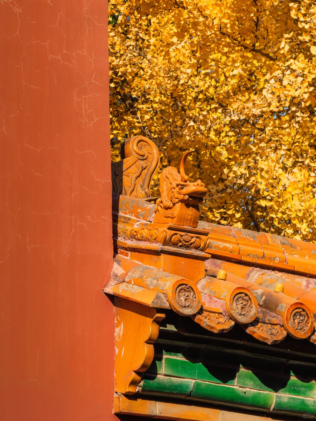 接下来的故宫，是一眼千年红墙金叶的秋🍂