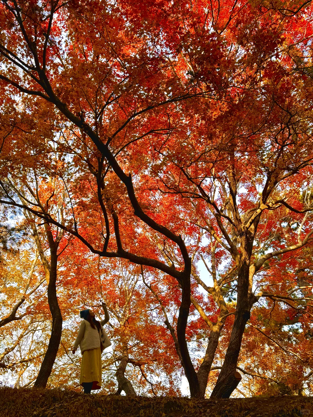 11.5实况！！颐和园油画般的秋景！杀疯了！🍂🍁