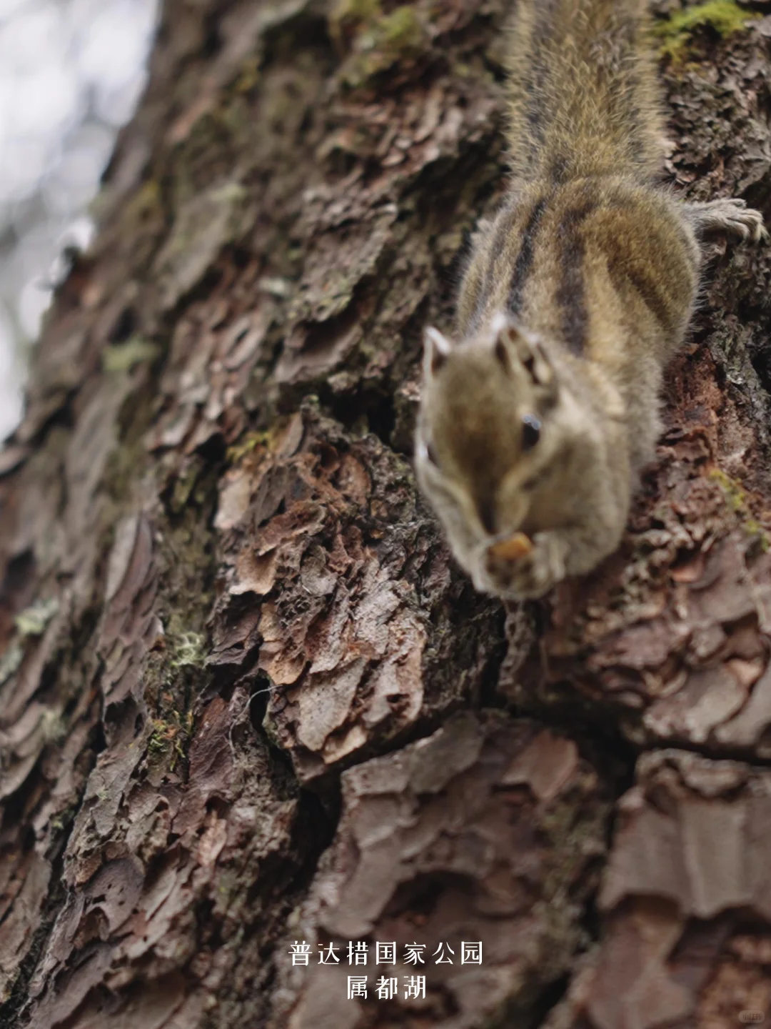 香格里拉限定|探秘普达措