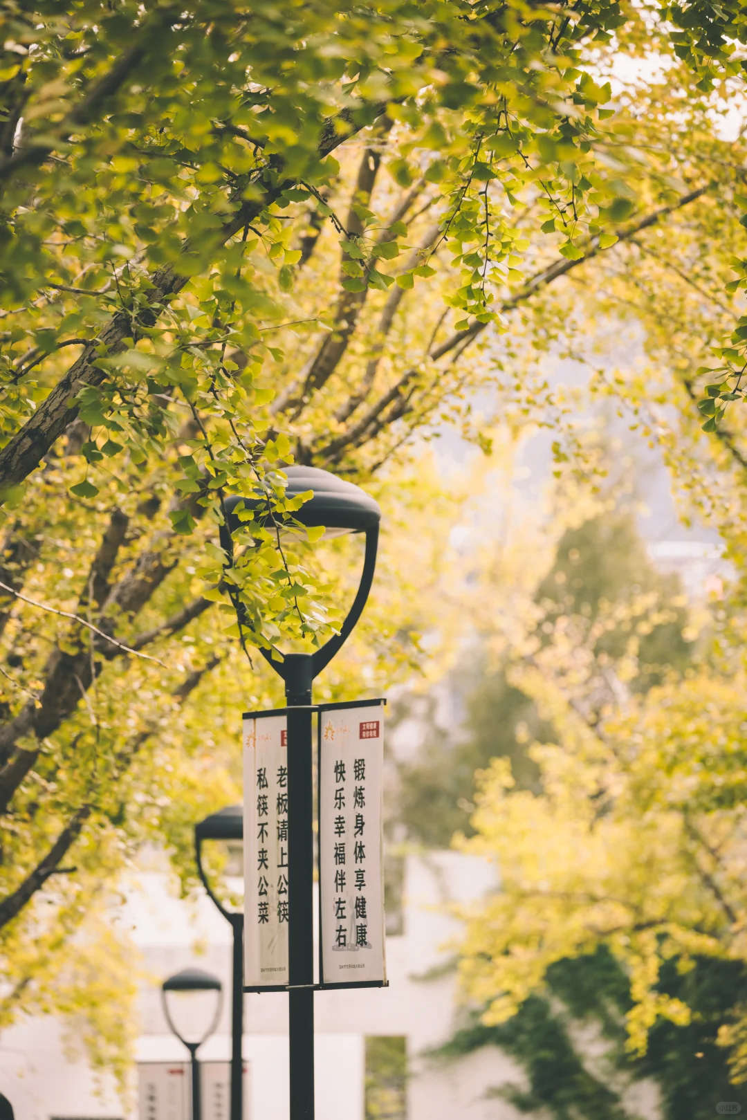 温岭湖心公园银杏