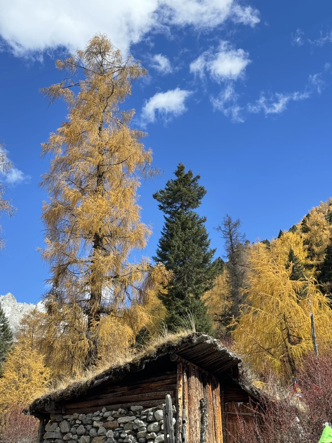 11.6📍理小路爆美！！川西是史诗级的秋天live