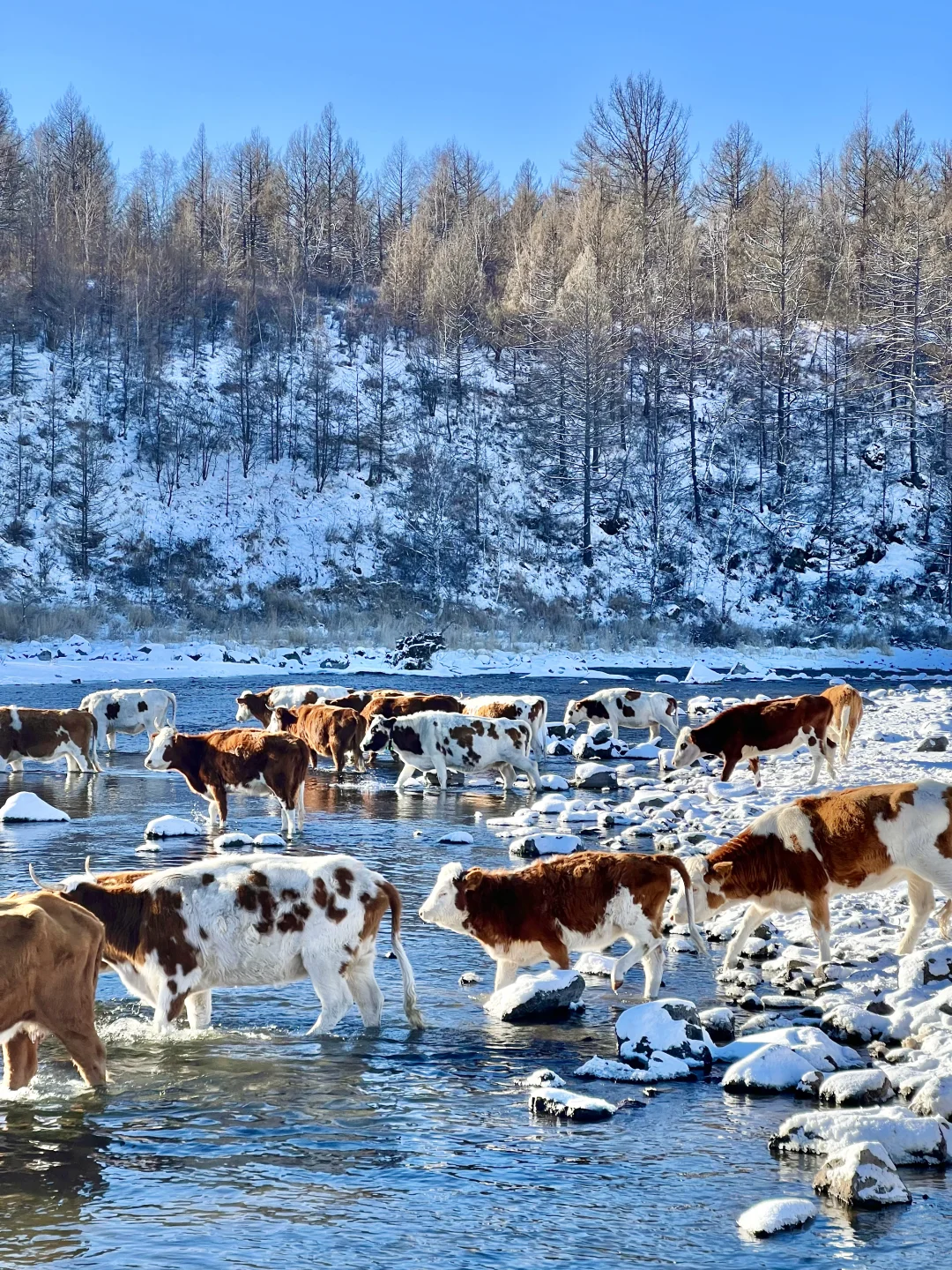 Live图的意义❄️初冬的呼伦贝尔才是人间理想