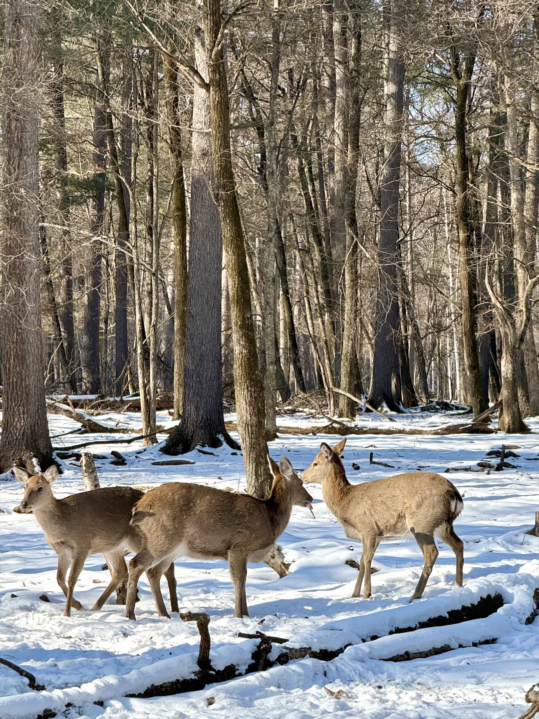 Live图的意义❄️初冬的呼伦贝尔才是人间理想