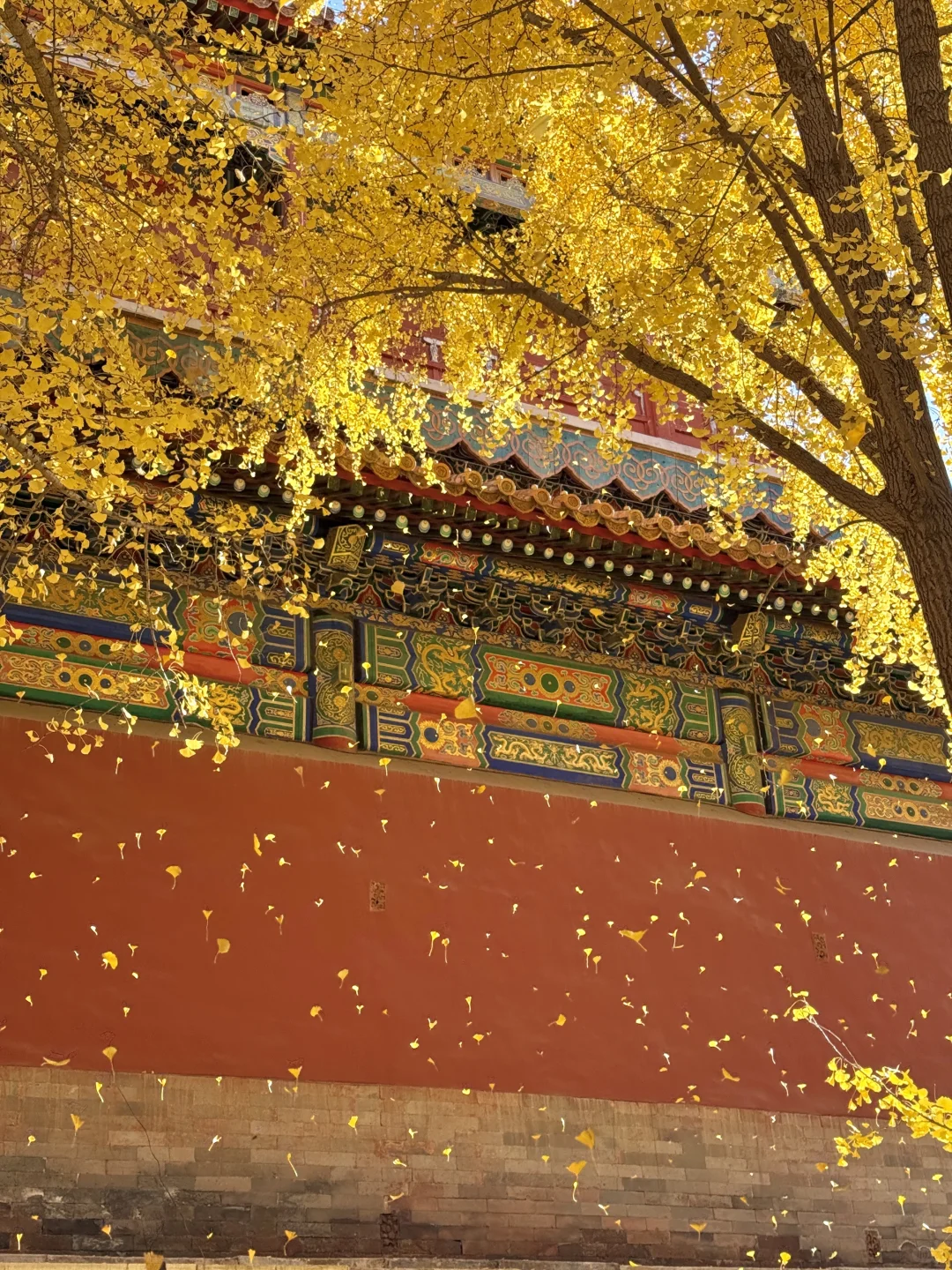 11.9 Live|每一次都会被落银杏的故宫惊艳到