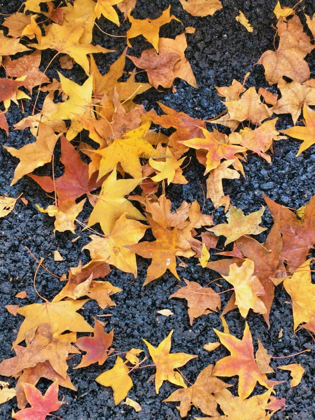 📍廊坊枫叶大道🍁11.4绝美live实况☀️