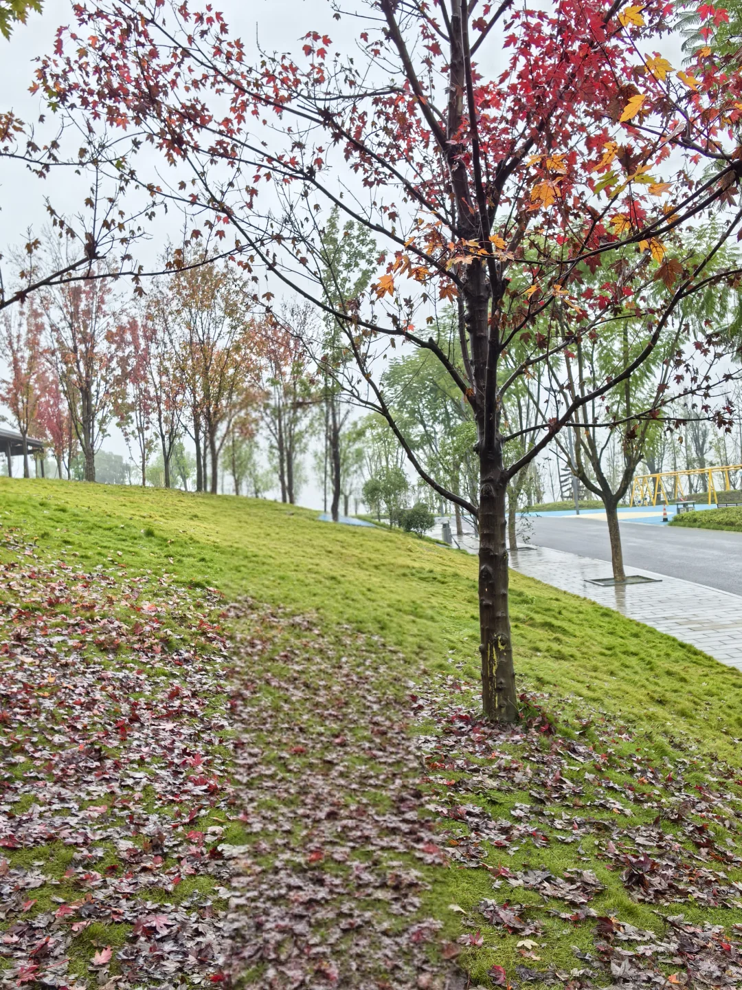 重庆的秋天在哪里|鹿山公园红枫来一波