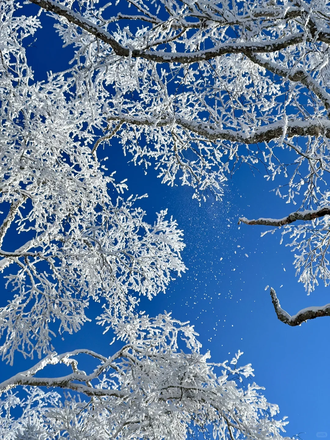 Live图的意义❄️初冬的呼伦贝尔才是人间理想