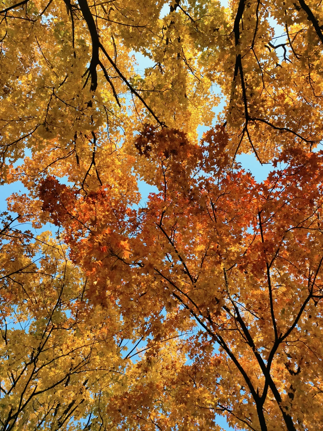 📍廊坊枫叶大道🍁11.4绝美live实况☀️