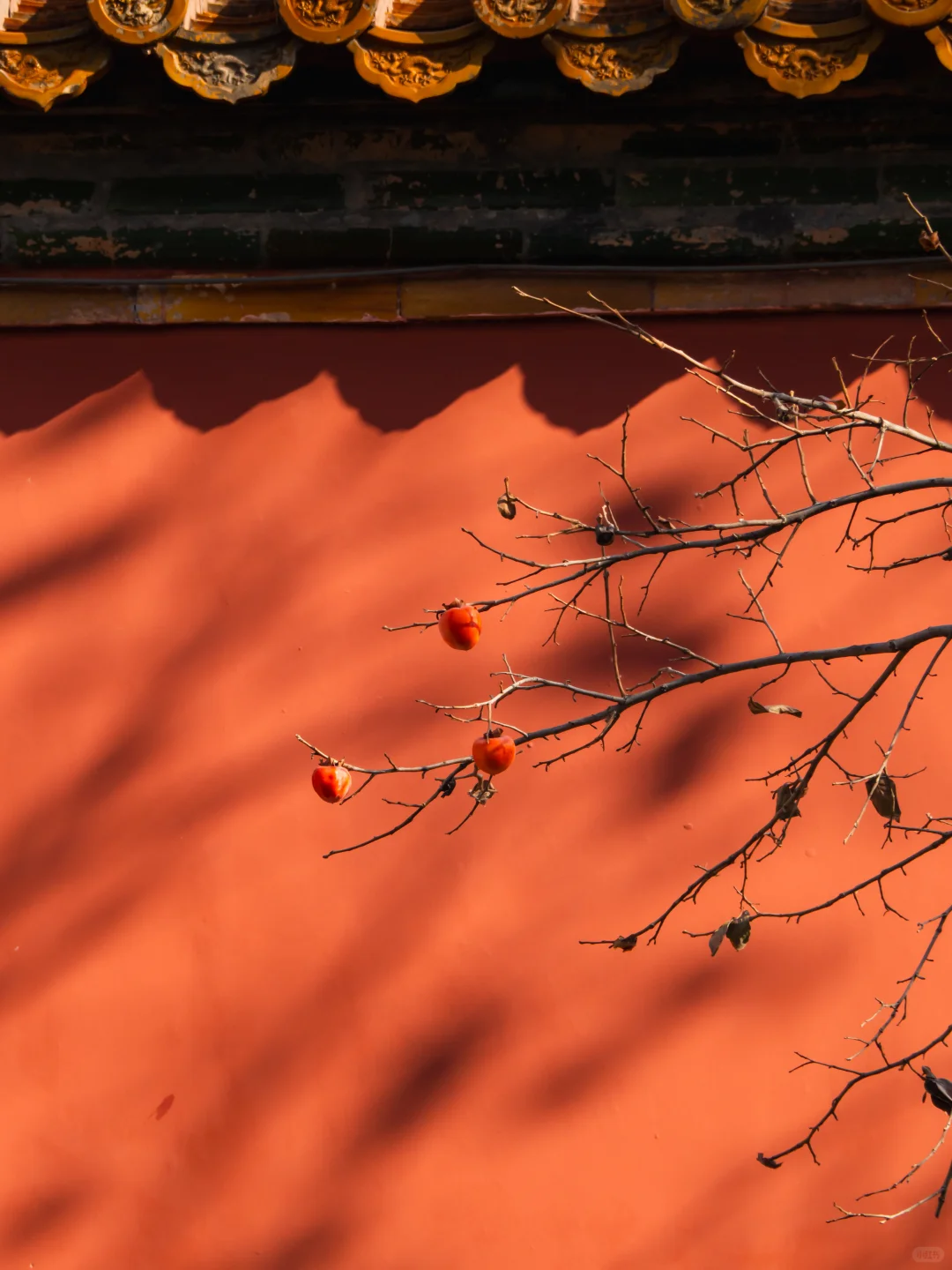 接下来的故宫，是一眼千年红墙金叶的秋🍂