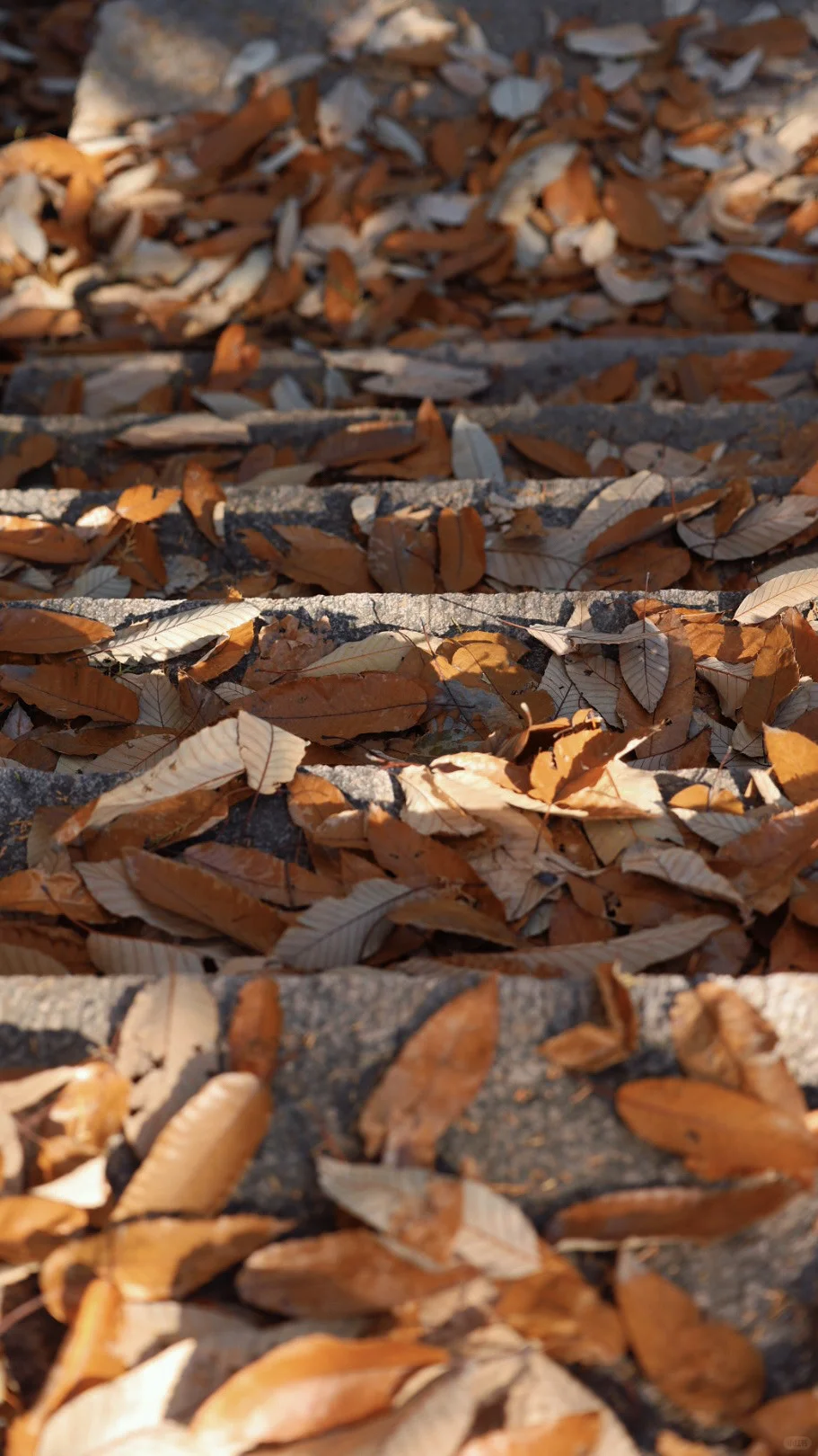京北禅意秋色｜被低估的小众秘境🍂（附攻略）