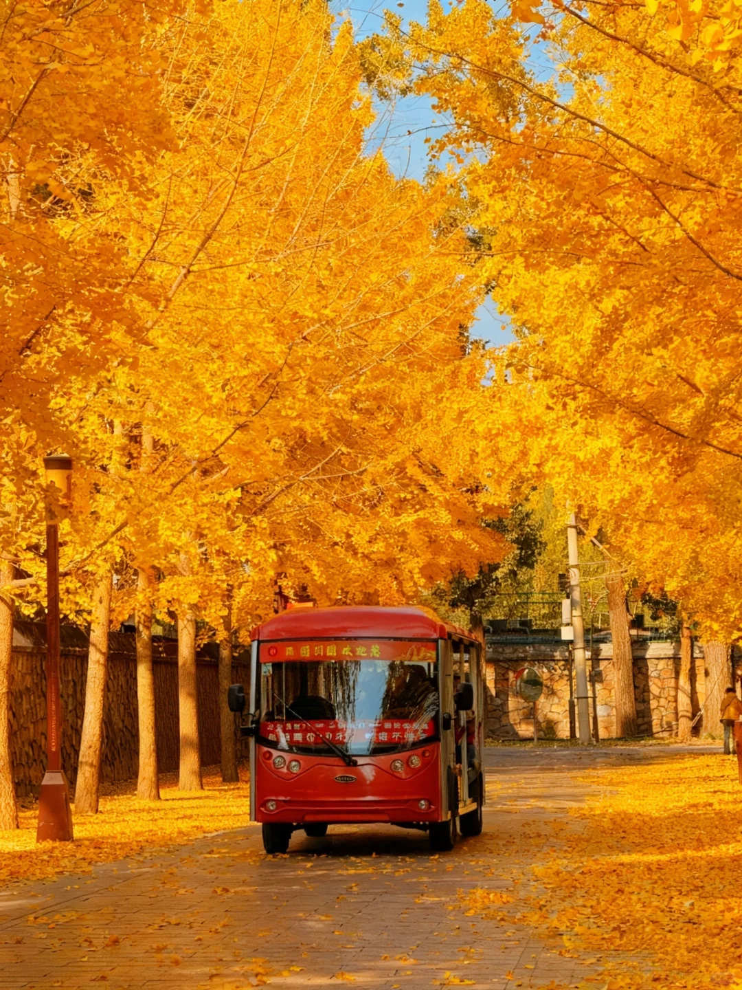不愧是北京前三的银杏大道🥹……