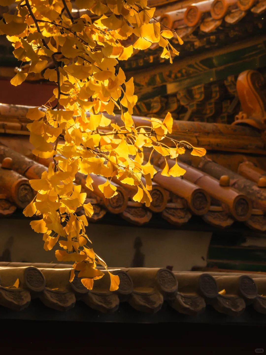 接下来的故宫，是一眼千年红墙金叶的秋🍂