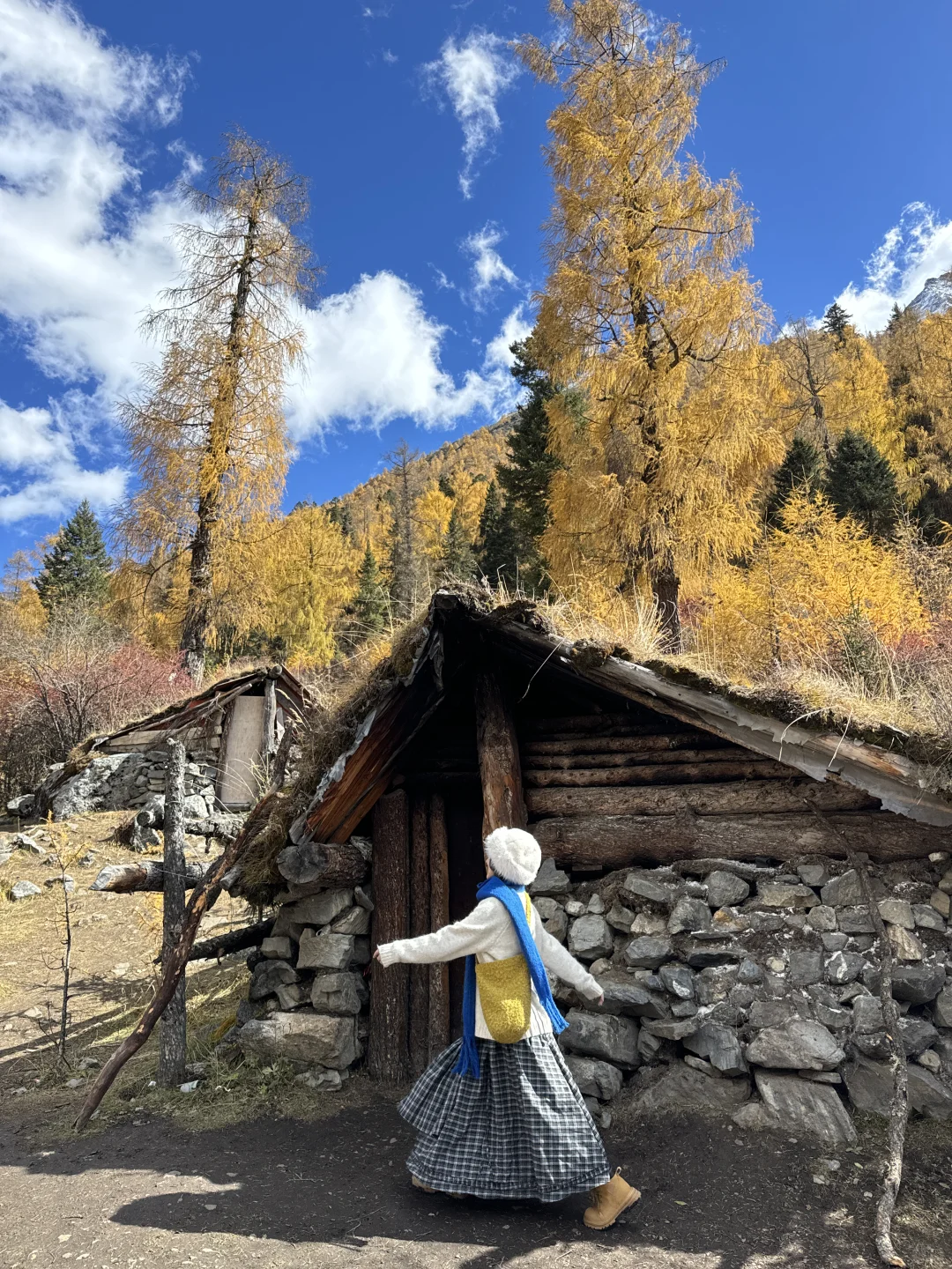 11.6📍理小路爆美！！川西是史诗级的秋天live