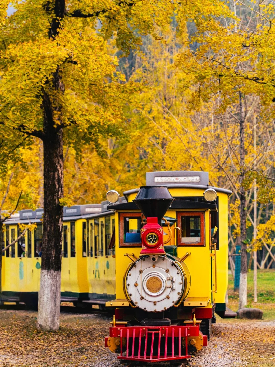 报！！银杏浓度已达100%🍂