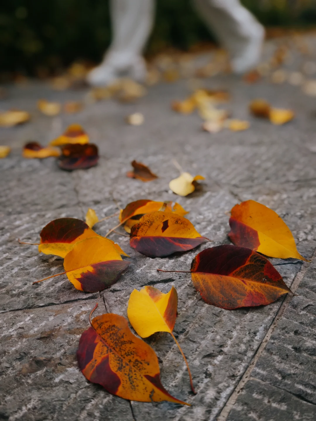 晋祠公园的水杉美疯了