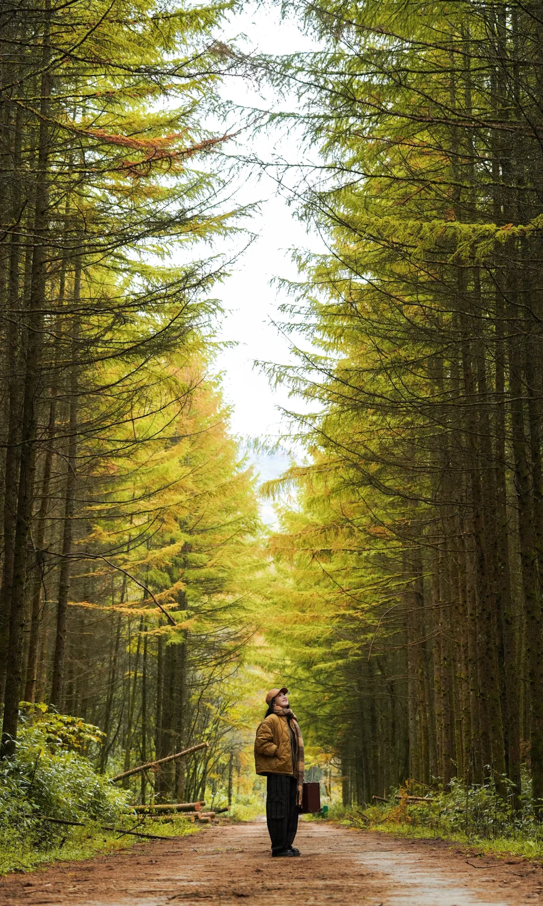 全屏｜迄今为止蕞震撼的赏秋🍁地出现了！