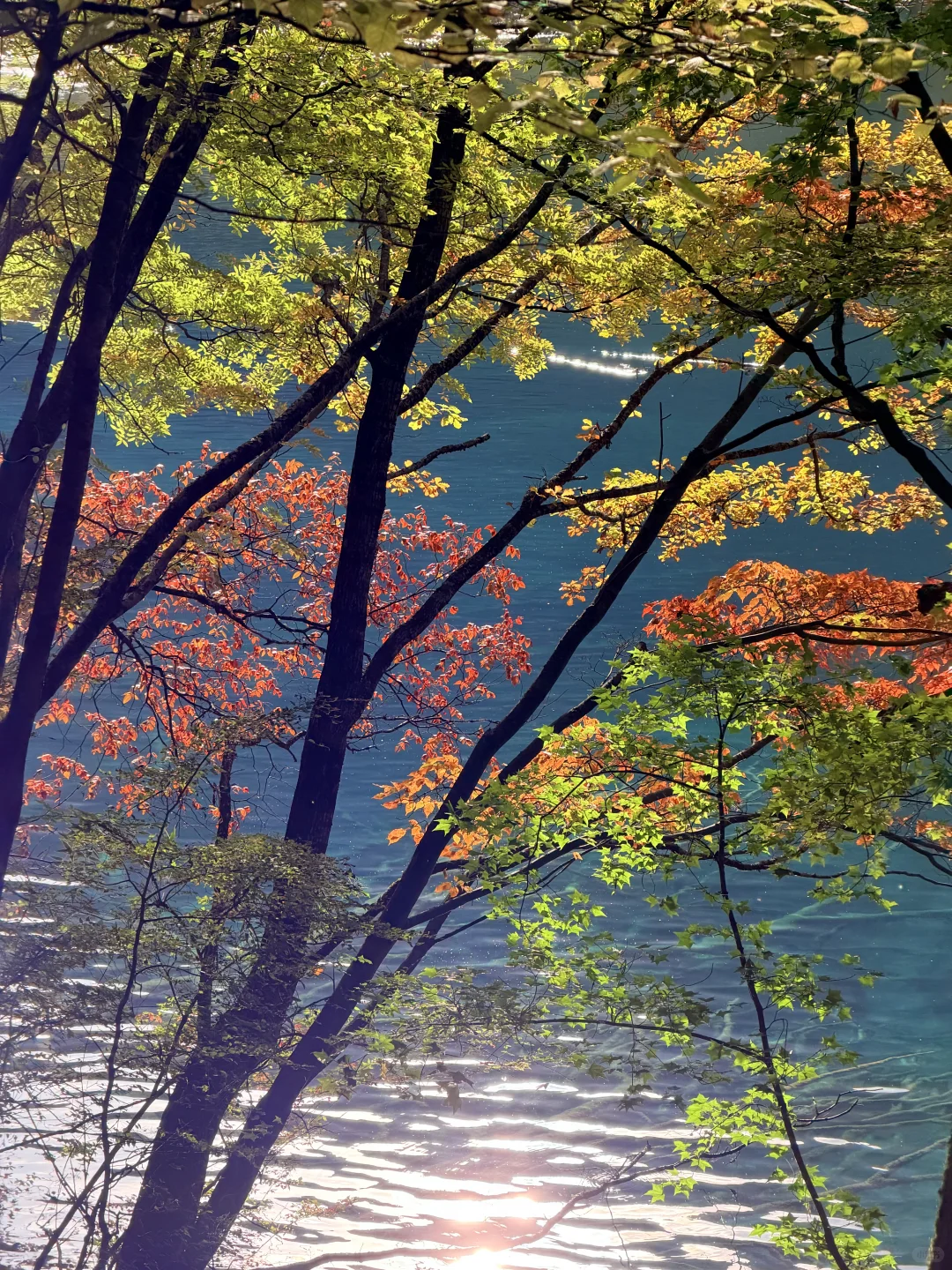 10.27九寨沟豪赌成功！红叶美哭｜Live实况