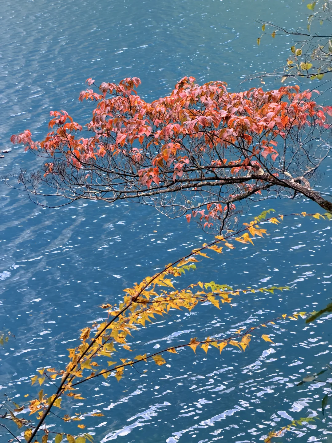 10.27九寨沟豪赌成功！红叶美哭｜Live实况