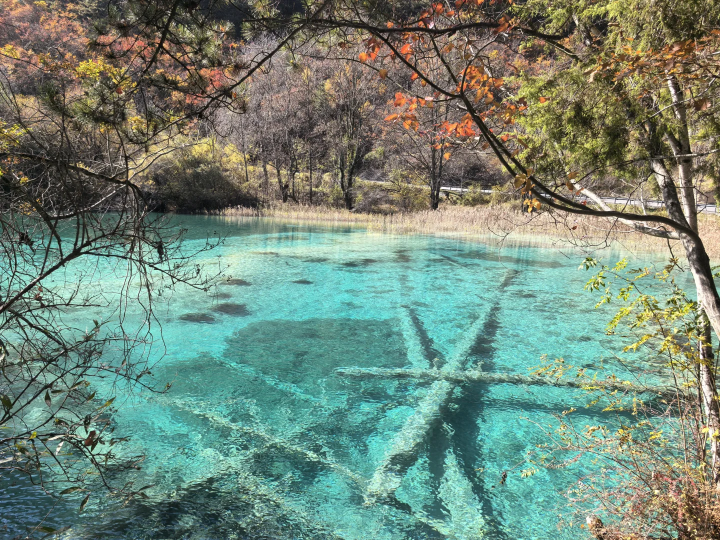 11.11九寨沟树正沟实况