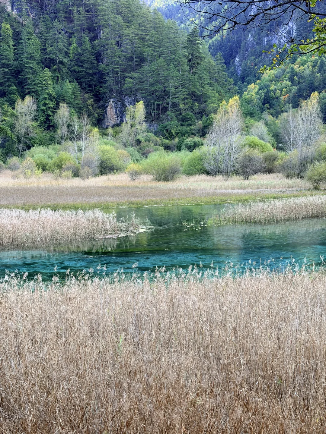 10.27九寨沟豪赌成功！红叶美哭｜Live实况
