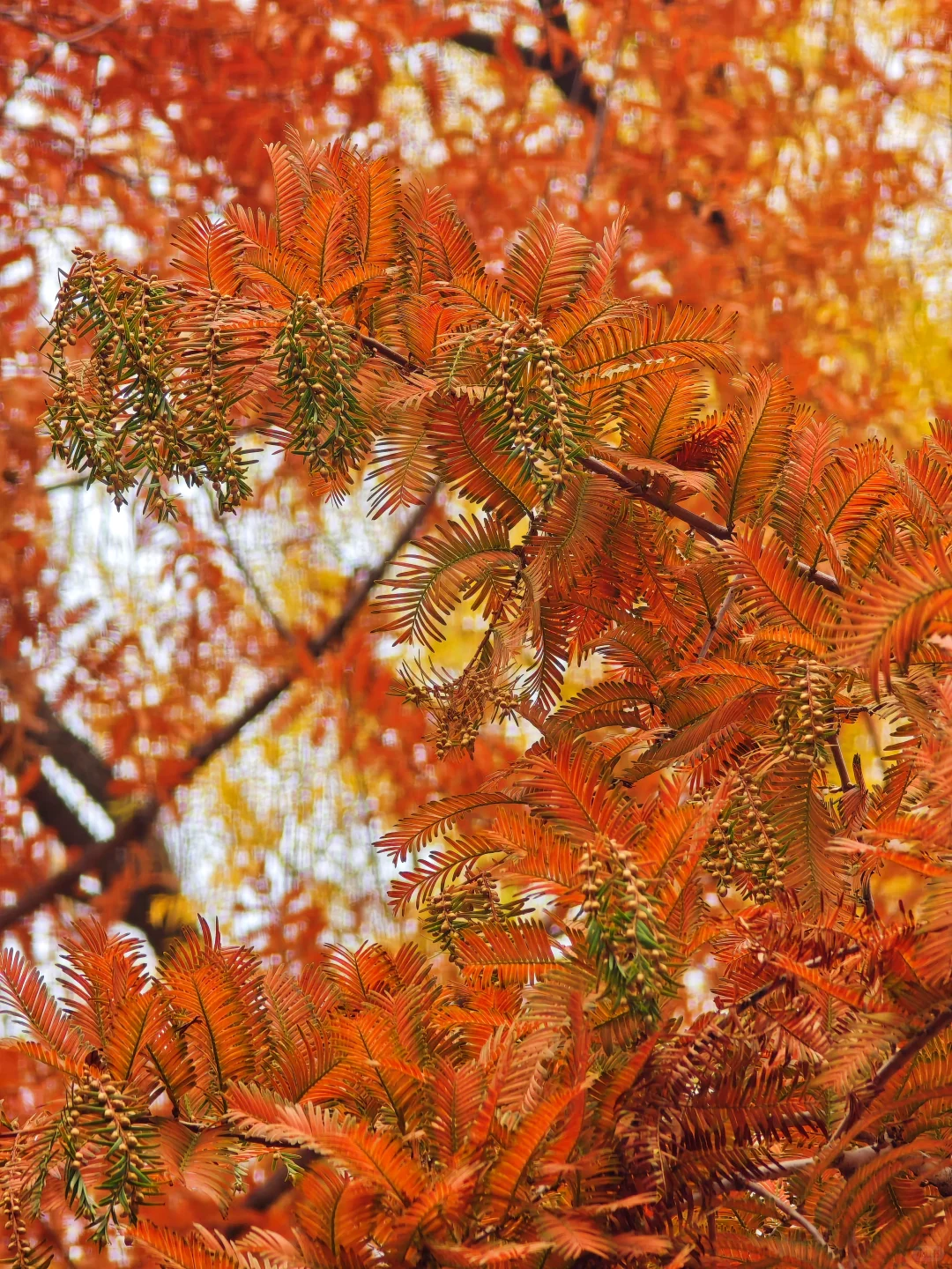 晋祠公园的水杉美疯了