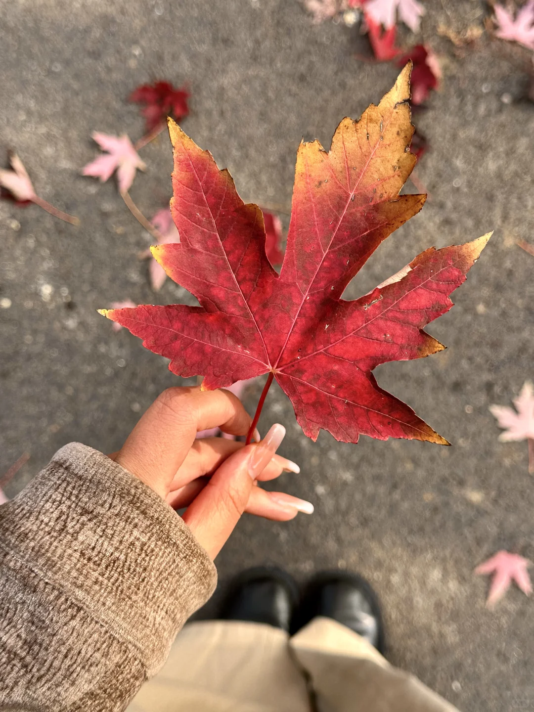 live邯郸｜枫叶是秋天的星星✨🍁
